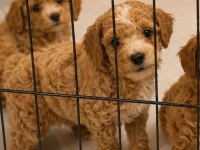 Üst Düzey Mini Boy Maltipoo Yavrumuz