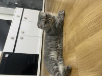 Yaklaşık 5 yaşında kısır ve dişi scottish fold