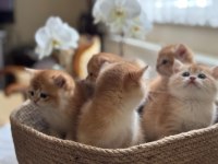 Teslime hazır golden british shorthair