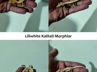 Evil Crested ve Leopard Geckolar