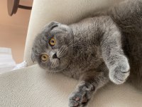 Kızımıza yuva arıyoruz scottish fold