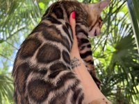 Show Class Erkek Bengal