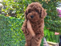 Toy Poodle yavrular