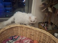 Orjinal british longhair erkek kedimiz