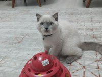 Kedimiz Lucy yeni yuva arıyoruz