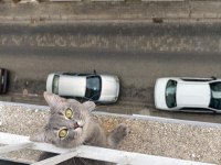 British shorthair lokum yuvasını arıyor