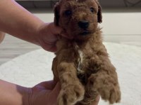 SEVIMLI POODLE MINIKLER