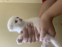 45 günlük scottish fold erkek kırık kulak