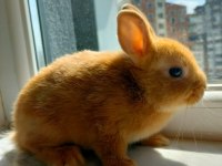 Caramel Hollanda Cücesi Tavşan - Netherland Dwarf