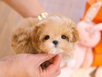 SEVIMLI SEVGILI DOLU TOY POODLE BEBISLERIMIZ