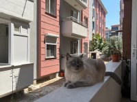 Blue Point 4 Yaşında Erkek Kedimiz