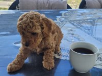 Poodle bebekler uygun