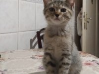 3 Aylık İki Güzel Minik Kedimiz Yuva Arıyor