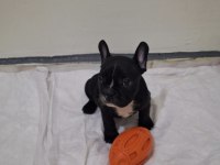 SAFKAN SON ERKEK FRENCH BULLDOG YAVRUMUZ