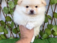 Kar Beyaz Pomeranian Bebekler