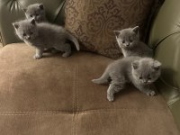 British shorthair ve british longhair yavrular Ankara