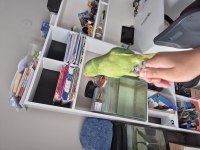 Full evcil erkek eğitimli pakistan papağanı
