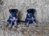 Alman Çoban Köpeği Yavruları