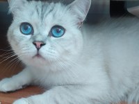 7 aylık erkek british shorthair kedimiz