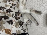 NADİR CİNS BURMİLLA DİŞİ