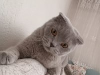Evcil scottish fold kedimiz