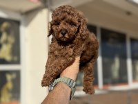 Yasal ruhsatlı çiftlikde ziyarete açık toy poodle