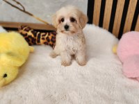 Maltipoo  Yavrularımız 
