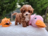 Maltipoo  Yavrularımız 