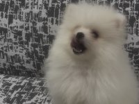 POMERANİAN BOO A KALİTE WC EĞİTİMİ VAR