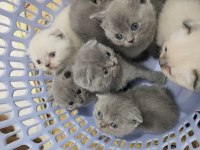 Enfes Güzellikte Scottish Fold Yavrular