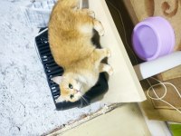 Full Şecereli Ny12 Golden Point British Shorthair Aden