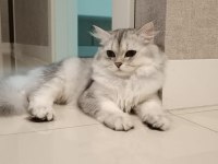 1.5 Yaşında Safkan British Longhair - Tamamen Ücretsiz