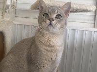 Yakışıklı Erkek Çocuğumuz Kedimize Aile Arıyorum