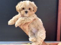Petmode köpek çiftliğinde ziyarete açık kore maltipoo