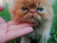 13 Mayıs doğumlu iki erkek yavru persian