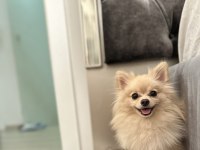 1.5 yaşında pomeranian dişi hiç doğum yapmadı