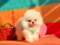 Safkan Pomeranian Boo Yavrularımız