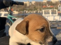 SAFKAN JACK RUSSELL (1,5 aylık)