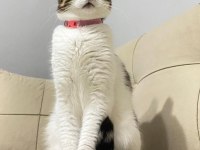 KEDİMİZ LUNA İÇİN ACİL YUVA ARIYORUZ