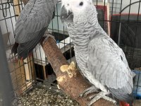 BEBEK JAKO PAPAĞANLARI