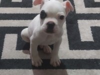 French bulldog (Korsan)