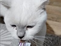 Erkek colorpoınt varyetelerine