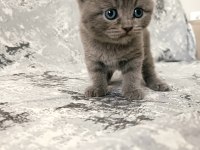 Scottish fold kedilerim rezerveye açıktır