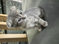 Scottish Fold Yavru Kedimiz