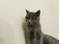 Uygun sahiplendirme british shorthair