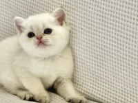 Beyaz prens mavi boncuk gözlü safkan british shorthair