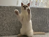 British shorthair yavrumuza yeni yuva arıyoruz