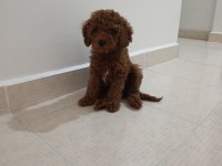 Toy poodle 2 aylık köpeğimiz