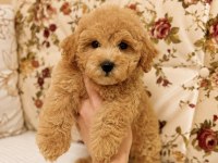 KIVIR KIVIR MALTİPOO BEBEĞİMİZ