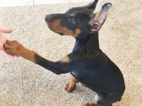 İsteğe Özel Estetikli A Kalite Doberman